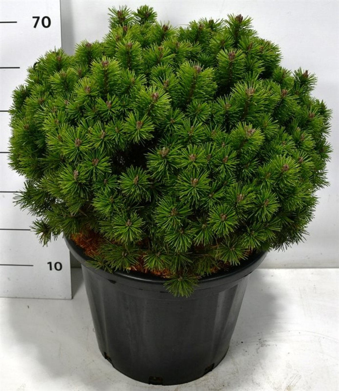 Pinus mugo 'Mops' - C35 50-60 CM
